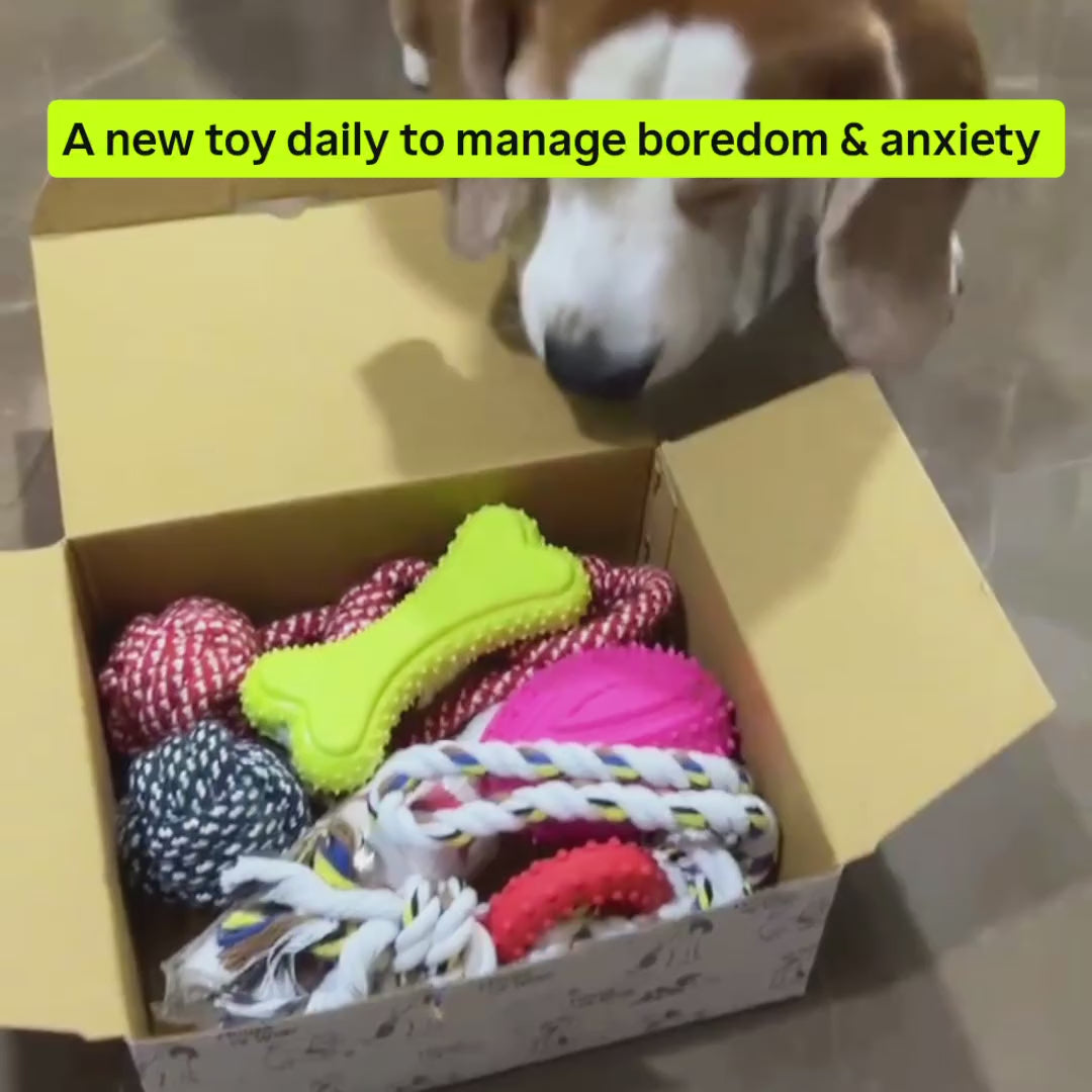 Happy Wags Hamper